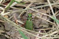 Cicindela campestris