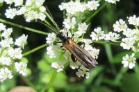 Oedemera pthysica
