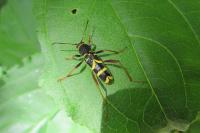 Clytus arietis
