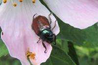 Phyllopertha horticola