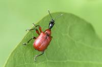 Apoderus coryli