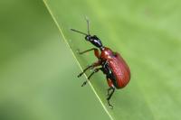 Apoderus coryli