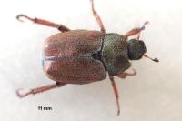 Hoplia philanthus