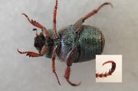Hoplia philanthus