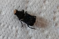 Platyrhinus resinosus