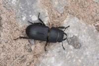 Dorcus parallelipipedus