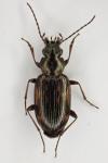 Bembidion varium
