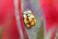 Adalia decempunctata
