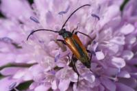 Stenurella melanura