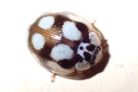 Adalia decempunctata