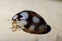 Adalia decempunctata