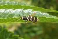 Clytus arietis