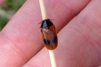 Clytra laeviuscula