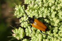 Stictoleptura fulva
