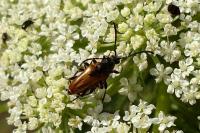 Pseudovadonia livida
