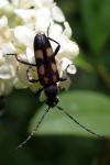 Anoplodera sexguttata