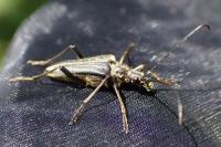 Stenocorus meridianus