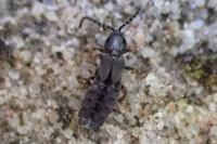 Phosphaenus hemipterus