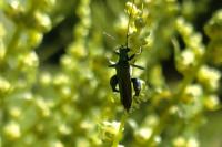 Oedemera nobilis