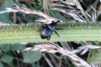 Liparus coronatus