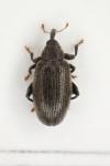 Orchestes fagi