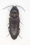 Cardiophorus nigerrimus
