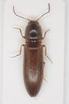 Athous subfuscus