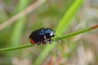 Cryptocephalus biguttatus
