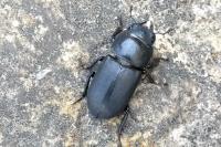 Dorcus parallelipipedus