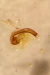 Oulema melanopus