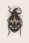 Tachyerges salicis