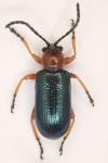 Oulema melanopus