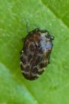 Trachys minutus