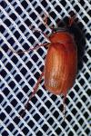 Serica brunnea