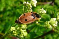Dendroxena quadrimaculata