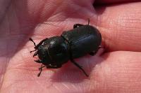 Dorcus parallelipipedus