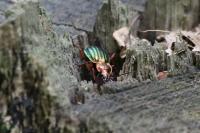 Carabus auratus