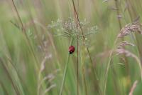 Coccinella septempunctata