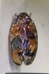 Gyrinus substriatus