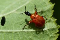 Apoderus coryli
