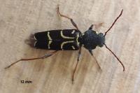 Xylotrechus antilope