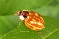 Myzia oblongoguttata