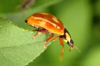 Myzia oblongoguttata