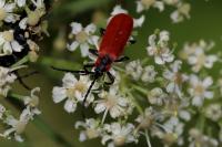 Lygistopterus sanguineus