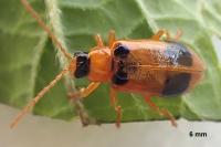 Phyllobrotica quadrimaculata