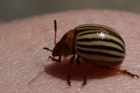 Leptinotarsa decemlineata