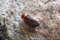 Platambus maculatus
