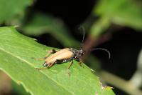 Stictoleptura rubra