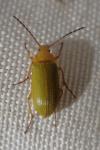 Cteniopus sulphureus