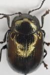 Phratora vitellinae